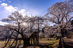 4月早朝
