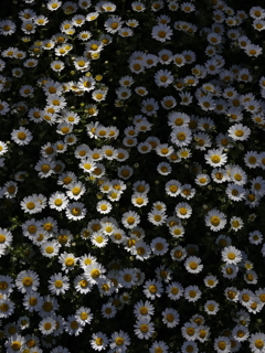 百花