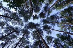 木立