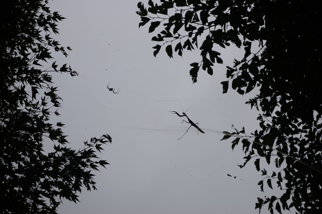空中戦