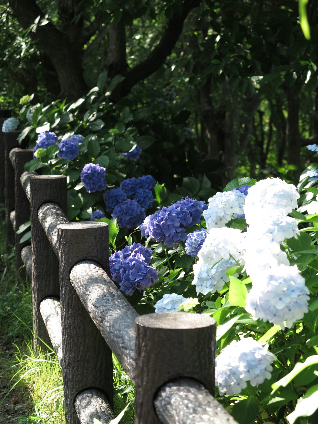 紫陽花の道