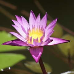 睡蓮