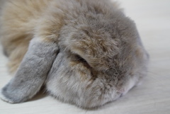 すやすや