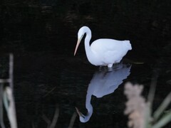水辺のコサギ