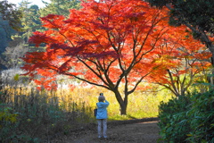 萌える紅葉