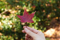 近所で紅葉狩り