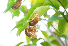 秋に見付けた夏の跡