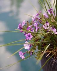湖に上に咲くお花
