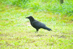 500㎜ミラーのオールドレンズ。かなりピントが甘いですが。