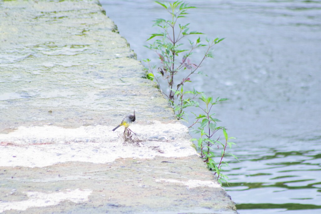 何の鳥かな？
