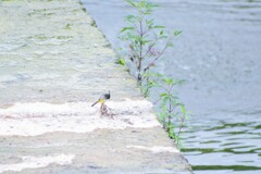 何の鳥かな？
