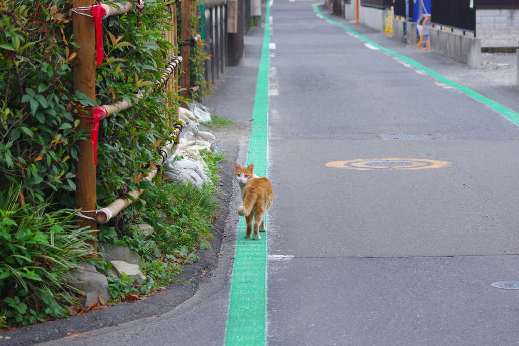 は？呼んだ？と猫様。