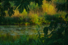 Tokina70-210mmF3.5