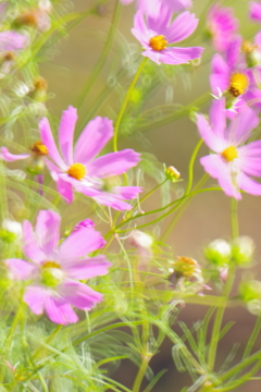 IMGP0893