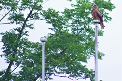 猛禽類だぁ多分。