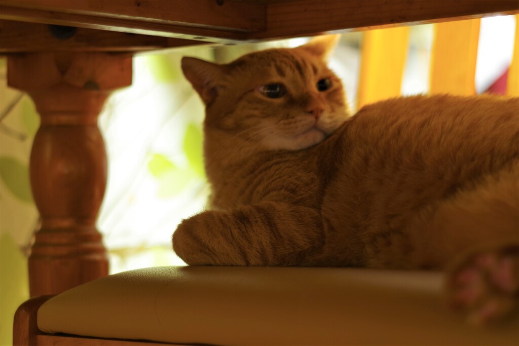 振り返る猫