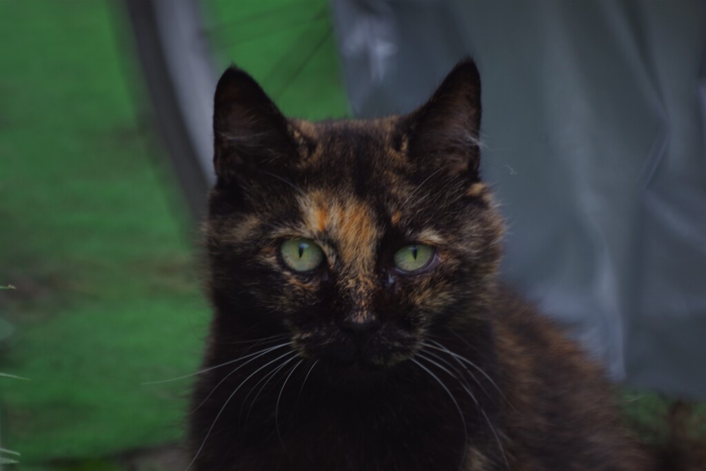 猫君