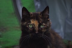 猫君