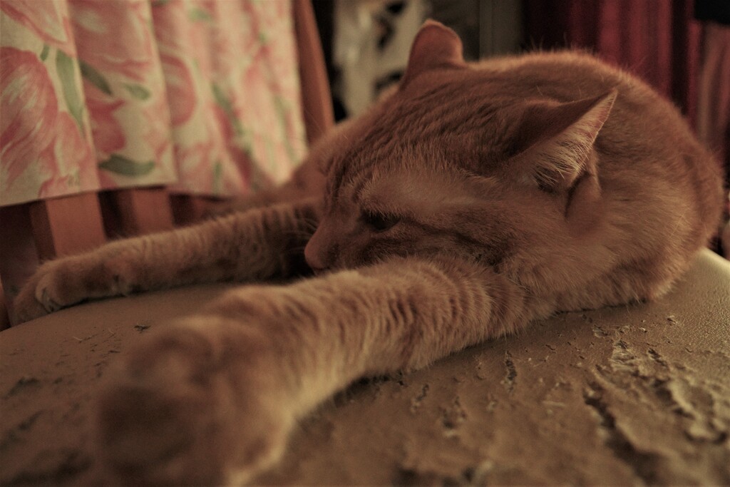 うちの猫です。