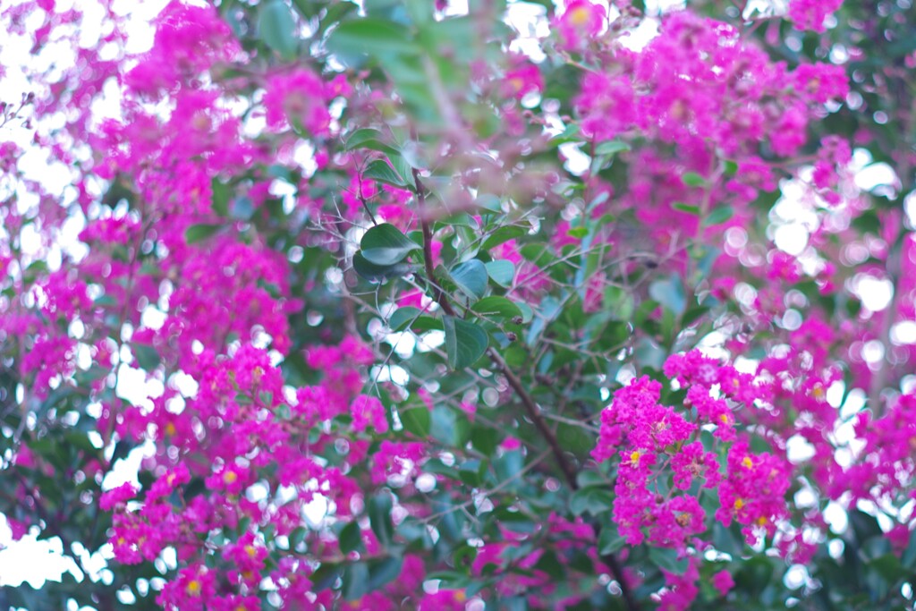 百日紅