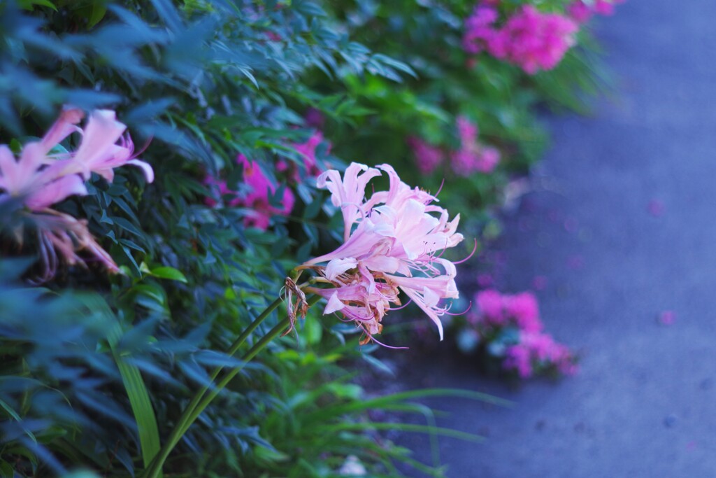 Tokina70-210mmF3.5