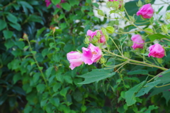 淡い花