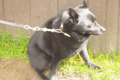 かわいかったんだもん・・・。