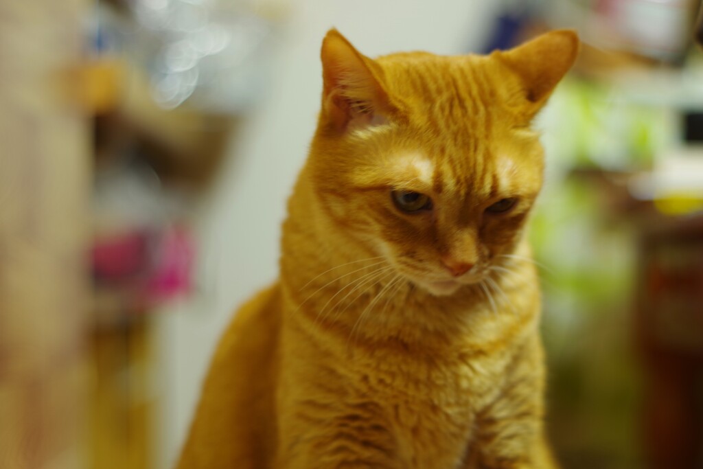 考える猫