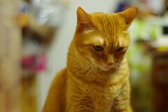 考える猫