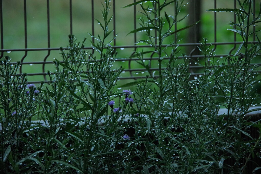 花は雨に濡れ