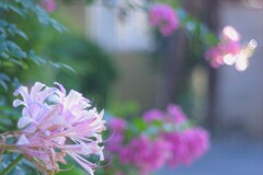Tokina70-210mmF3.5
