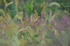 IMGP1002