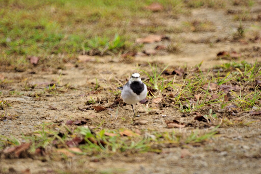 鳥３の２