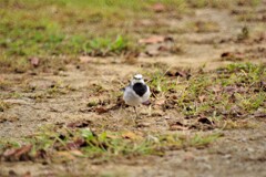 鳥３の２