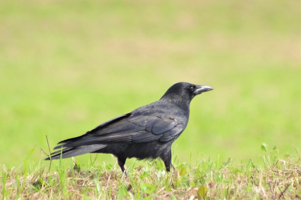 カラスくん？