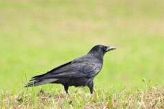 カラスくん？