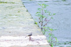 何の鳥かな？