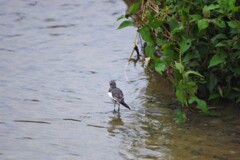 鳥２の３
