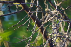 IMGP0788