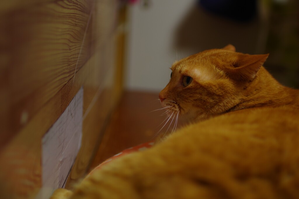 SIGUMA　Art　３０ｍｍＦ1.4　画角練習中