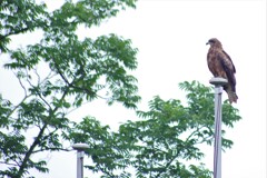 猛禽類だぁ多分。
