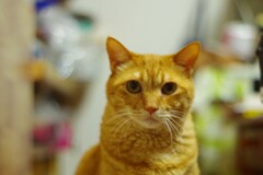 驚く猫