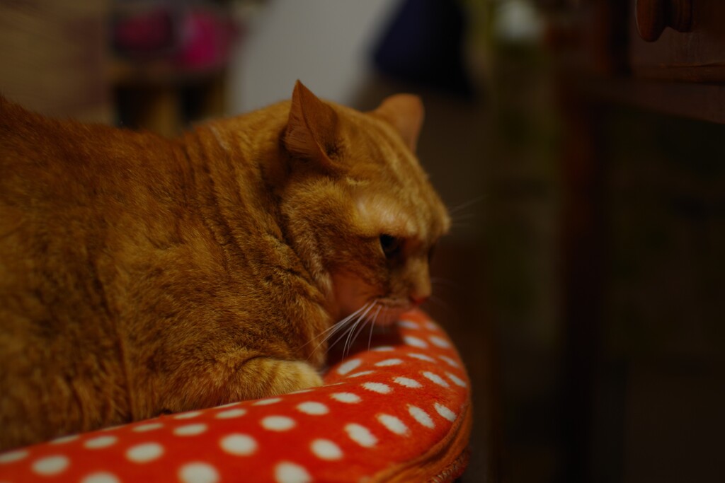 SIGUMA　Art　３０ｍｍＦ1.4画角練習中