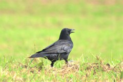 カラスのかーこちゃん？