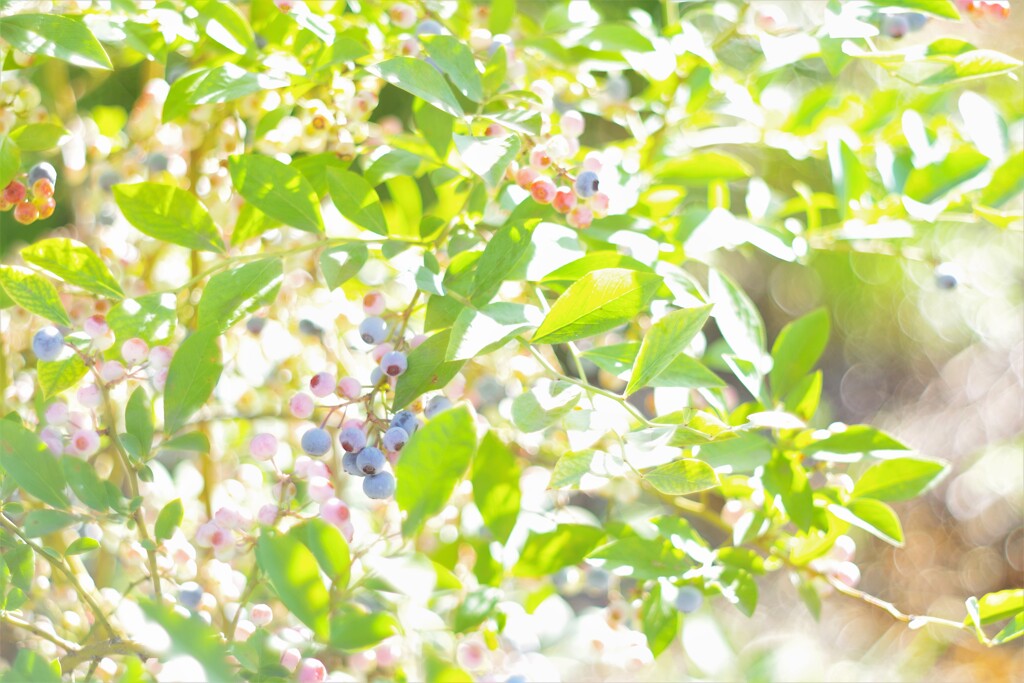 Tokina70-210mmF3.5
