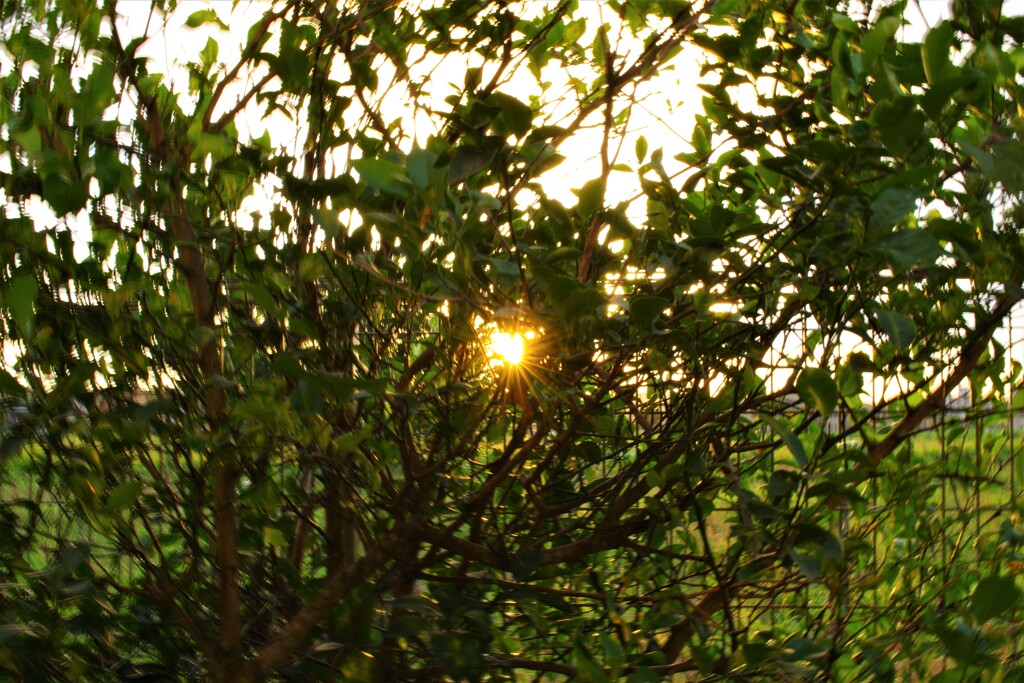 単焦点でぐるぐる遊び