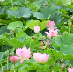 蓮池のカワセミ