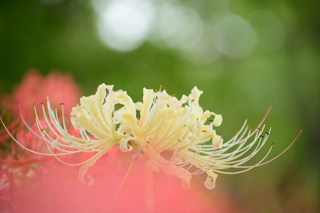 白い曼珠沙華