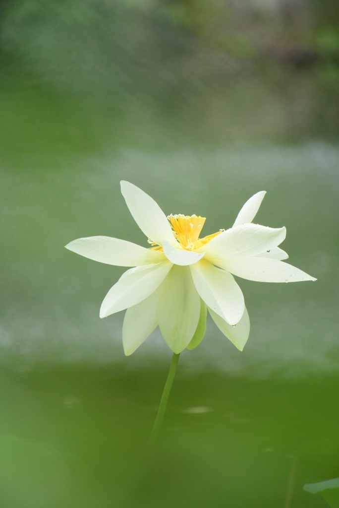 雨上がりの蓮の花
