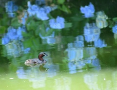 カイツブリと紫陽花
